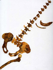 Cкелет Австралопитека африканского "Рисунок 