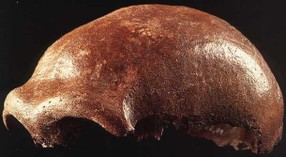 Рисунок взят с сайта http://www.msu.edu/~heslipst/contents/ANP440/images/Neanderthal_1_langle.jpg