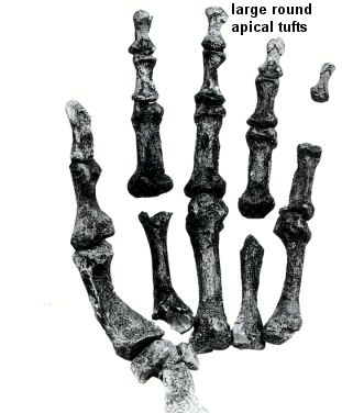 Рисунок взят с сайта http://www.ecotao.com/holism/neanderthal_hand.jpg